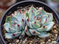 도태랑 군생 S0728 다육식물