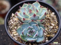 도태랑 군생 S0728 다육식물