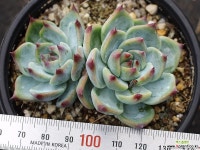 도태랑 군생 S0728 다육식물