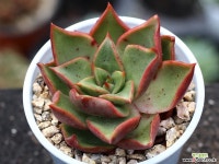 하데스 S0799 다육식물