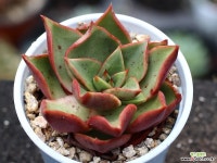 하데스 S0799 다육식물