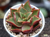 하데스 S0799 다육식물