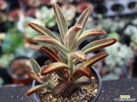 적토이 S0809 다육식물