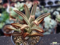 적토이 S0809 다육식물