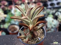 적토이 S0809 다육식물