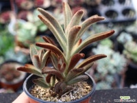 적토이 S0809 다육식물