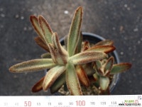 적토이 S0809 다육식물