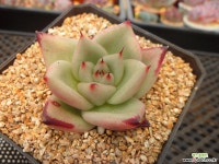 원종마리아7-1318 다육식물