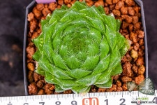 에메랄드LED(Emerald LED)-06-23-No.2525 하월시아