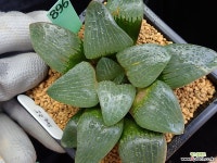 월광 896 하월시아