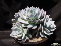 백도대품 다육식물