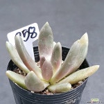 0730-258 천원상품