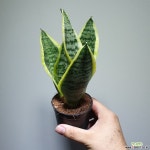 산세베리아 슈퍼바 소품 여름특가 15253520 공기정화식물