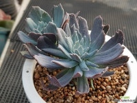 칠변화금  2 다육금