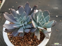 칠변화금  2 다육금