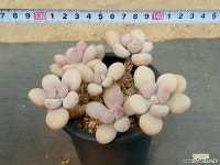 아메치스 17-285 다육식물