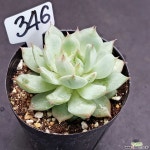 0731-346 천원상품