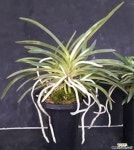 천지천(특대품)/풍란/석곡/동양란/서양란/나라아트 풍란(보급종)