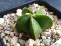 청란봉옥-749 (실생)W:3.0cm 선인장