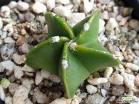 청란봉옥-749 (실생)W:3.0cm 선인장