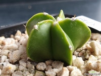 청란봉옥-749 (실생)W:3.0cm 선인장