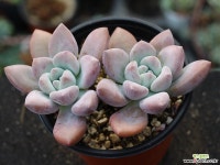 오팔리나 군생 S0734 다육식물