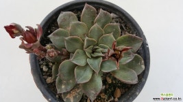 벨루스3380 선인장