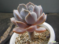 티라미스묵은둥이 802-1130 다육식물