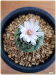 교려환(turbinicarpus lophophoroides 로포포로이디스) 실생 선인장
