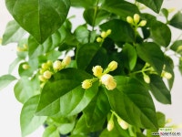 함박자스민(상큼한향기가매력적입니다~) 목본류