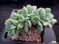 레몬앤라임 철화 8-86 다육철화