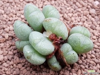 차우바니에 9108-5412 코노피튬