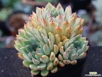 골든베어 군생 S0763 다육식물