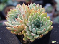 골든베어 군생 S0763 다육식물