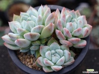 써브림 군생 S0756 다육식물