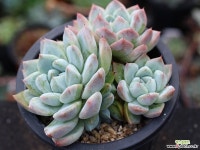 써브림 군생 S0756 다육식물