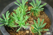 아미산 (SG04200 다육식물