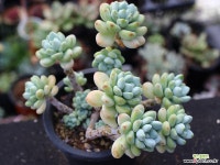 라울 적심군생 S0810 다육식물