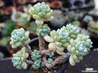 라울 적심군생 S0810 다육식물