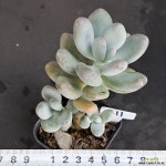 0805-611 천원상품