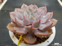 루신다 2 다육식물