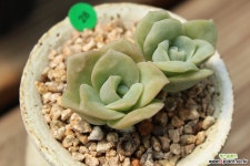 러블리로즈 28 다육식물