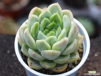 세뉴라 S0804 다육식물