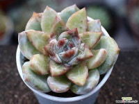 트롬소 S0821 다육식물