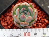 야생콜로라타sp S0863 다육식물