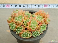 나나후쿠미니 24-51 다육식물