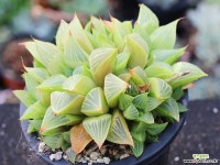 야로수 군생 S0832 다육식물