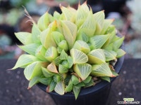 야로수 군생 S0832 다육식물