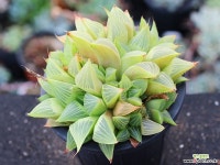 야로수 군생 S0832 다육식물