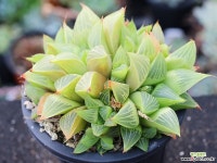 야로수 군생 S0832 다육식물